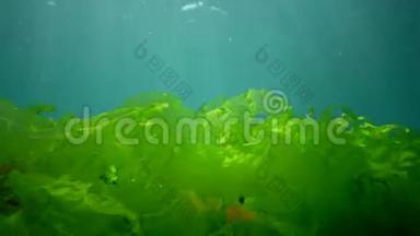 黑海的水下景观。 阳光下海底的绿<strong>藻</strong>、红<strong>藻</strong>和褐<strong>藻</strong>